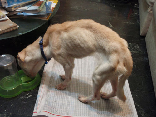 【認養】「台北．瘦虐狗!!受虐狗!!你相信這是有主人的狗嗎?」拜託大家幫忙轉PO啦，謝謝！