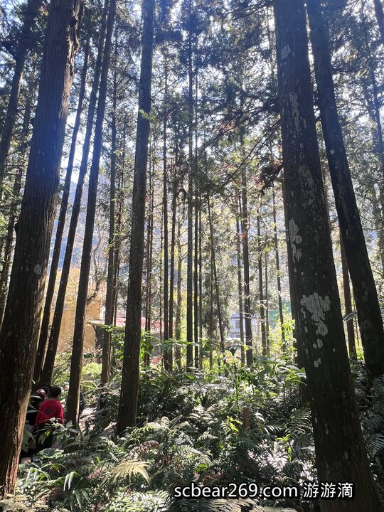 【北埔】「森窯have a Picnic．來森林野餐趣，位在五指山裡的不限時秘境餐廳（窯烤披薩/咖啡/限量甜點/野餐墊免費租借/無低消.服務費/有停車場）」