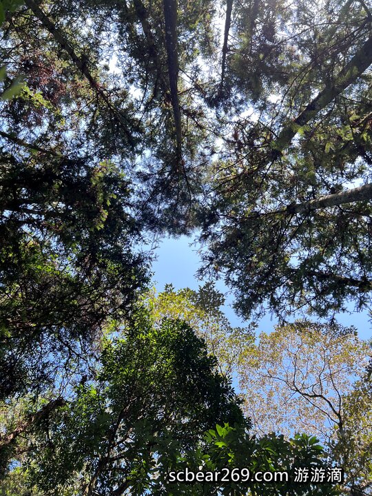 【北埔】「森窯have a Picnic．來森林野餐趣，位在五指山裡的不限時秘境餐廳（窯烤披薩/咖啡/限量甜點/野餐墊免費租借/無低消.服務費/有停車場）」