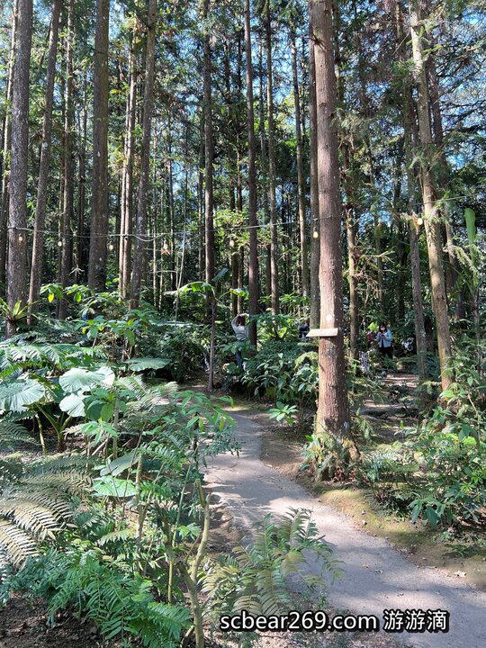 【北埔】「森窯have a Picnic．來森林野餐趣，位在五指山裡的不限時秘境餐廳（窯烤披薩/咖啡/限量甜點/野餐墊免費租借/無低消.服務費/有停車場）」